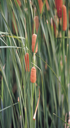 wetlands