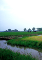 wetlands