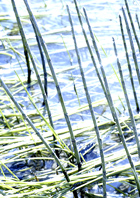 Marsh Grass