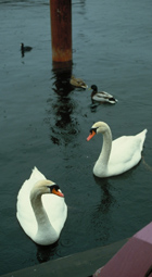 swans